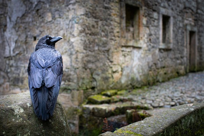 The Raven's Tale - Mystic Czechia - Photos