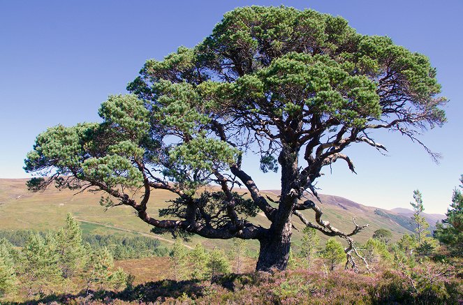 Natura Europa - Das wilde Schottland - Kuvat elokuvasta