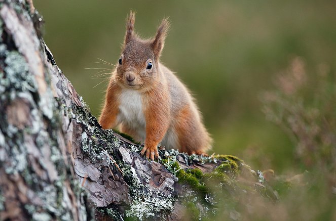 Natura Europa - Das wilde Schottland - Kuvat elokuvasta