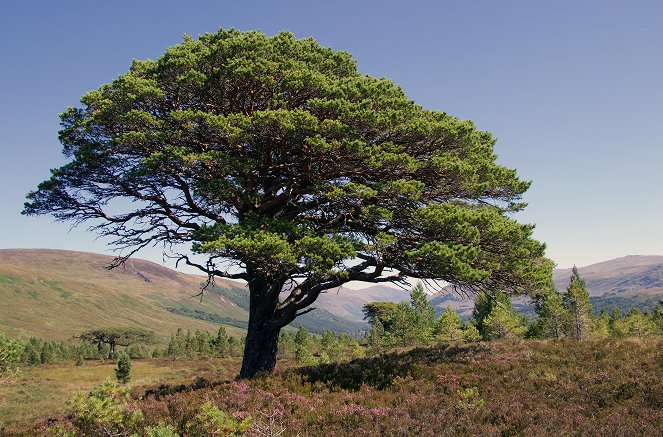 Natura Europa - Das wilde Schottland - Filmfotos