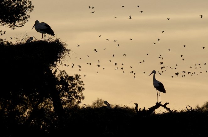 Natura Europa - Ein Himmel voller Vögel - Kuvat elokuvasta