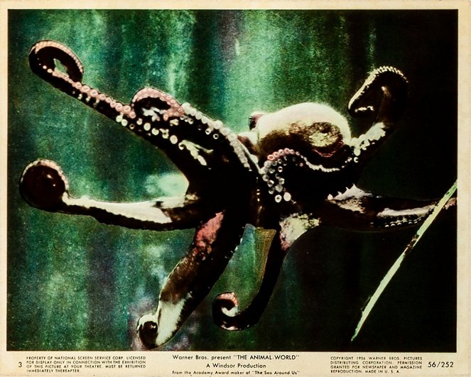 The Animal World - Lobby Cards