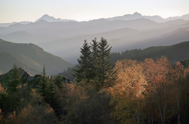 Les Pyrénées secrètes - L’Ours, le roi des forêts ancestrales - Z filmu