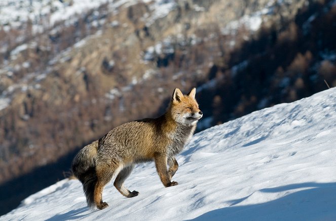 La Montagne aux renards - Photos