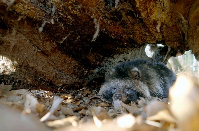 Chats et chiens sauvages - Félins d'Afrique, l'espoir au bout des griffes - Van film