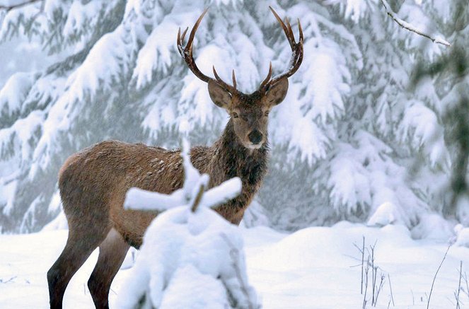 Winter am Alpenrand - Kuvat elokuvasta
