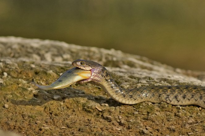 Extreme Snakes - Australiens Schlangen - Giftig und gefährlich - Filmfotos