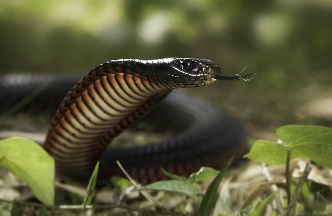 Extreme Snakes - Australia - De la película