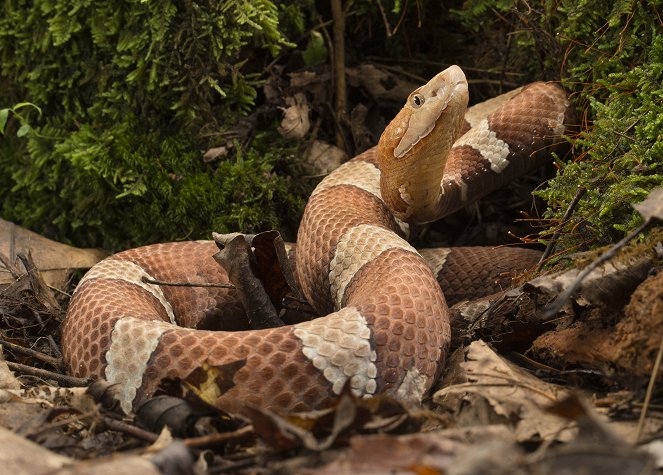 Extreme Snakes - Australia - Photos