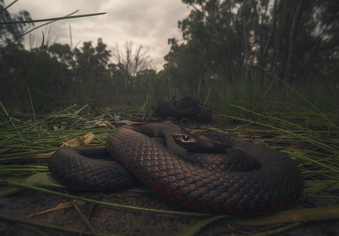 Extreme Snakes - Australia - Do filme