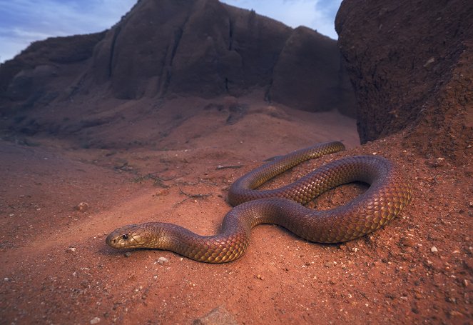 Extreme Snakes - Australia - Van film