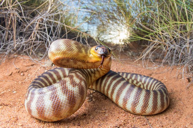 Hurjat käärmeet - Australia - Kuvat elokuvasta