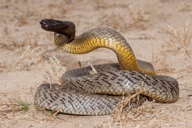 Extreme Snakes - Australia - Van film