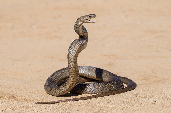 Extreme Snakes - Australia - Do filme