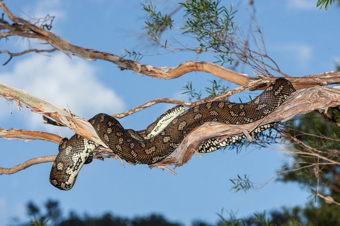 Extreme Snakes - Australia - Film