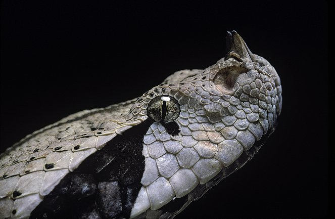 Extreme Snakes - Afrikas Schlangen - Giftig und gefährlich - Filmfotos