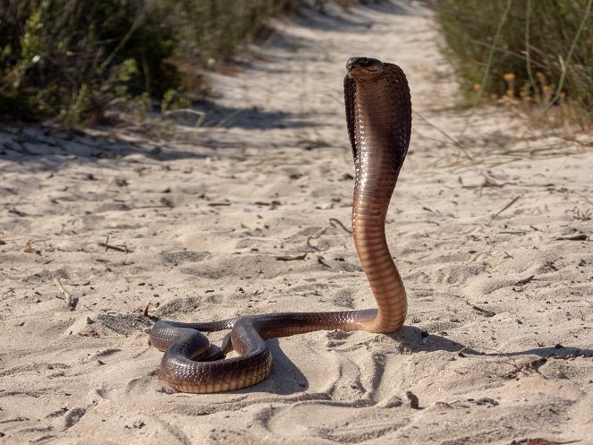 Extreme Snakes - Africa - Van film