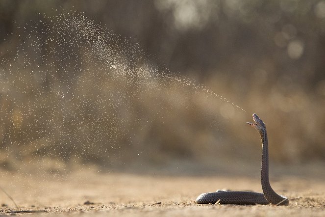Extreme Snakes - Africa - Do filme