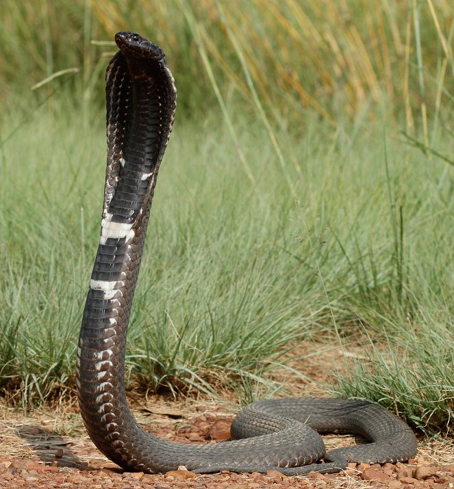 Extreme Snakes - Africa - Photos