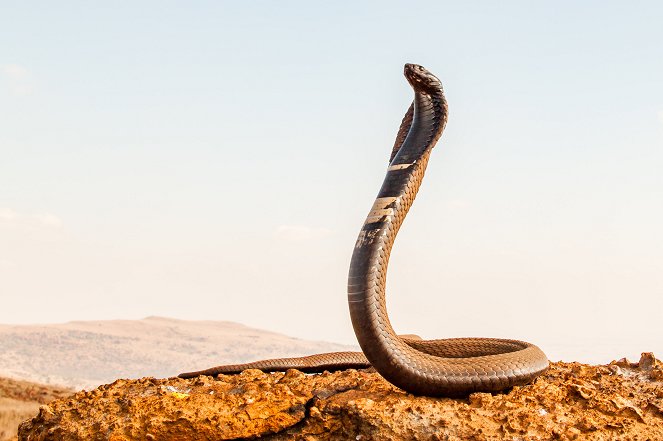 Extreme Snakes - Africa - Van film