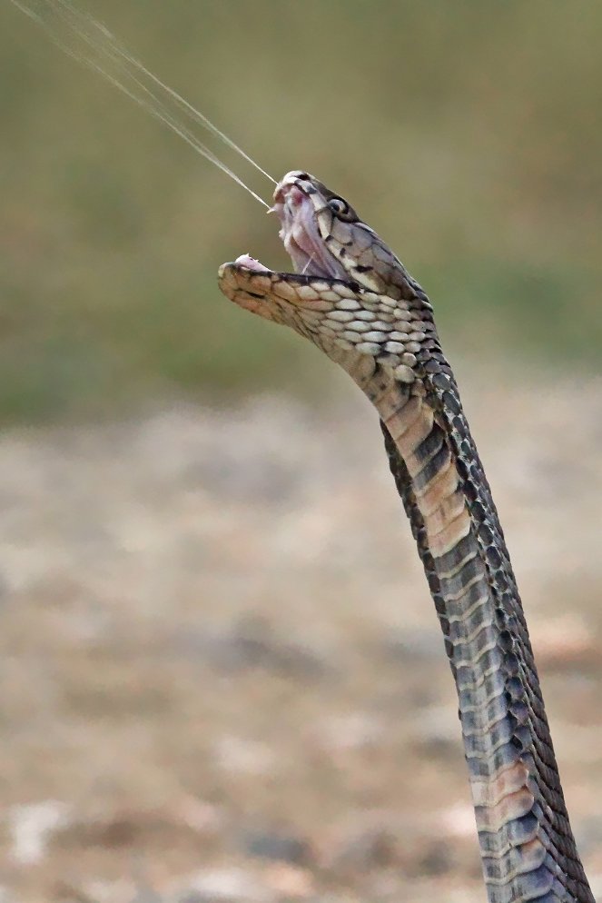 Extreme Snakes - Africa - Photos