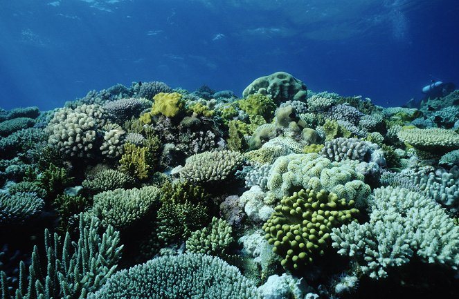 Les Sentinelles de la Grande Barrière de corail - Van film