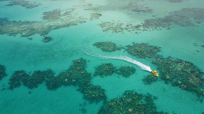 Les Sentinelles de la Grande Barrière de corail - Van film