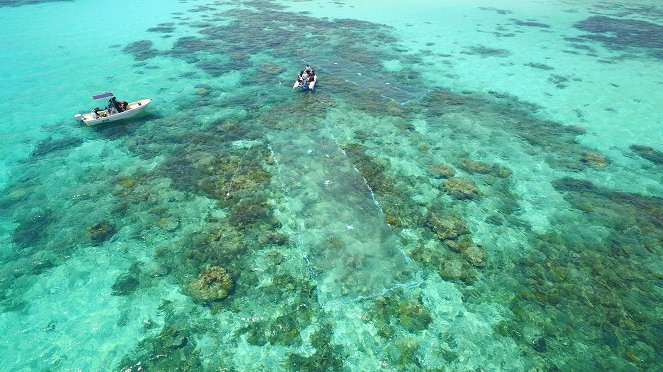 Les Sentinelles de la Grande Barrière de corail - Film