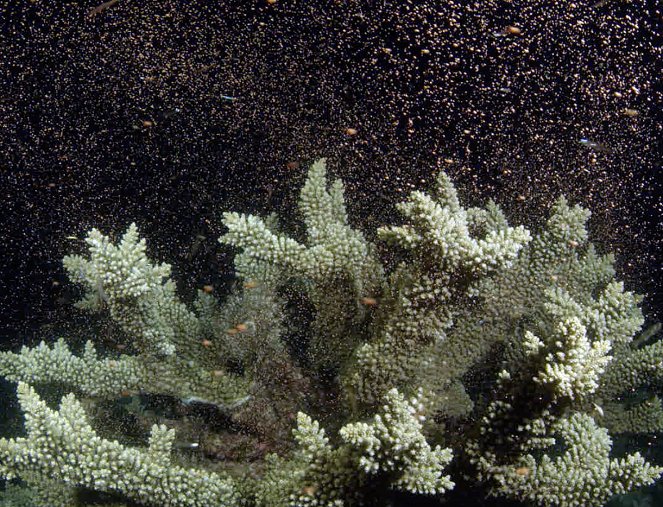Les Sentinelles de la Grande Barrière de corail - De la película