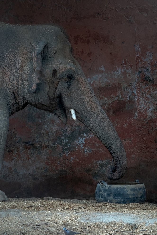 Cher a nejosamělejší slon na světě - Z filmu