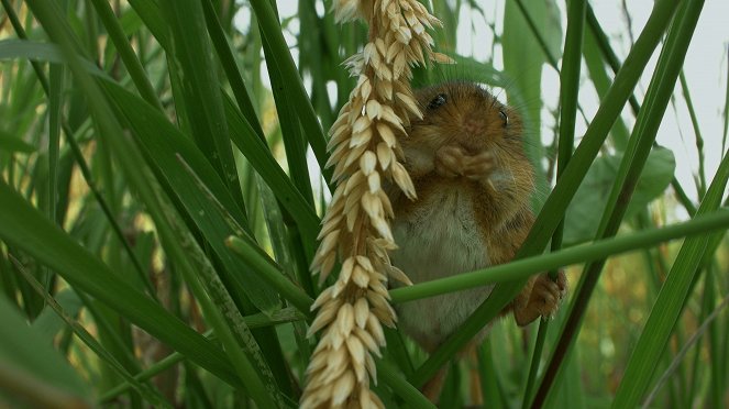The Harvest Mouse: Grassland Acrobat - Photos