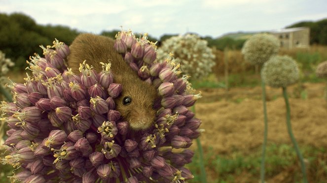 The Harvest Mouse: Grassland Acrobat - Photos