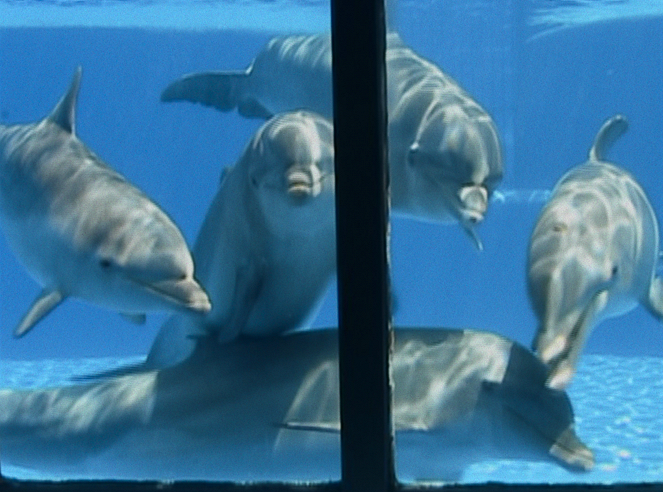 Mi történt a delfinkirállyal? - Filmfotók