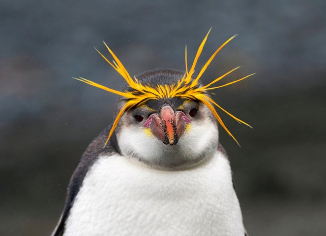 Penguins: Meet the Family - Photos