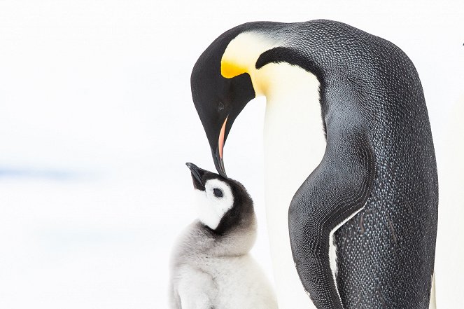 Penguins: Meet the Family - Van film