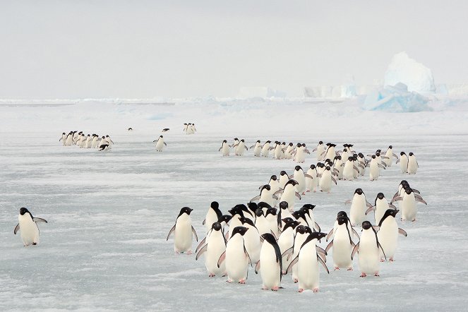 Penguins: Meet the Family - De la película