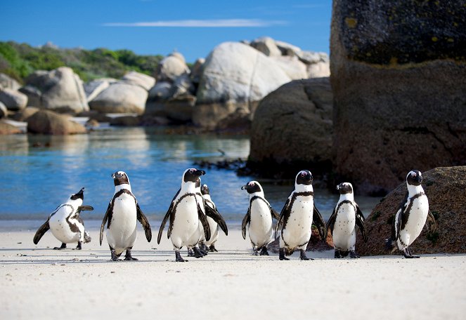 Penguins: Meet the Family - Z filmu