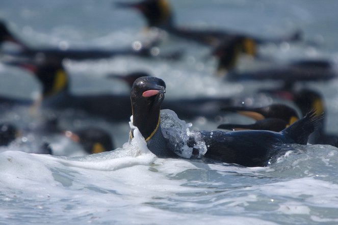 Pingvinek: Megismerkedés a családdal - Filmfotók