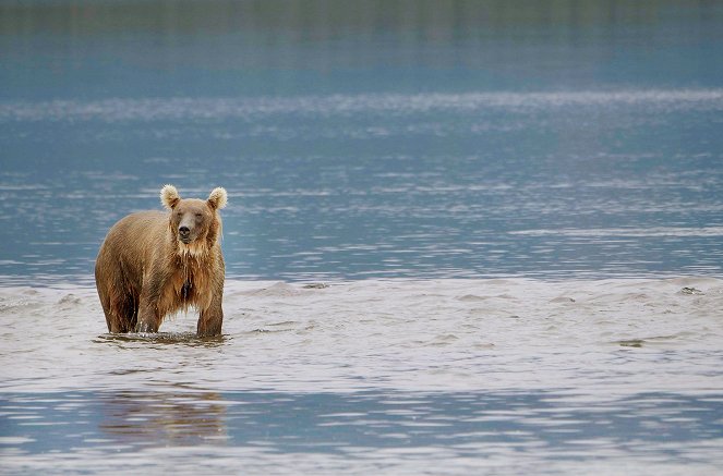 Alaskas Riesenbären - Filmfotos