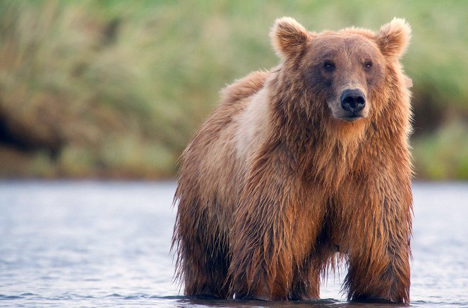 Les Ours bruns, colosses de l’Alaska - Film