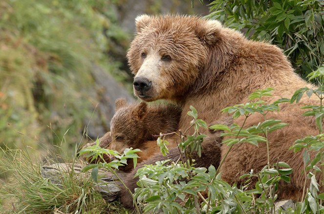 Medvědi z Aljašky - Z filmu