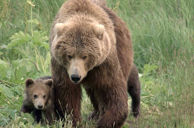 Alaskas Riesenbären - Filmfotók