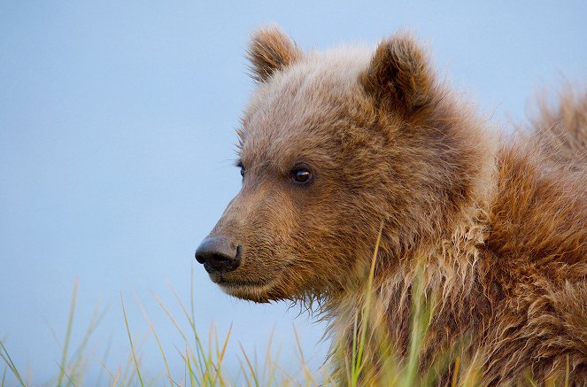 Alaskas Riesenbären - Kuvat elokuvasta