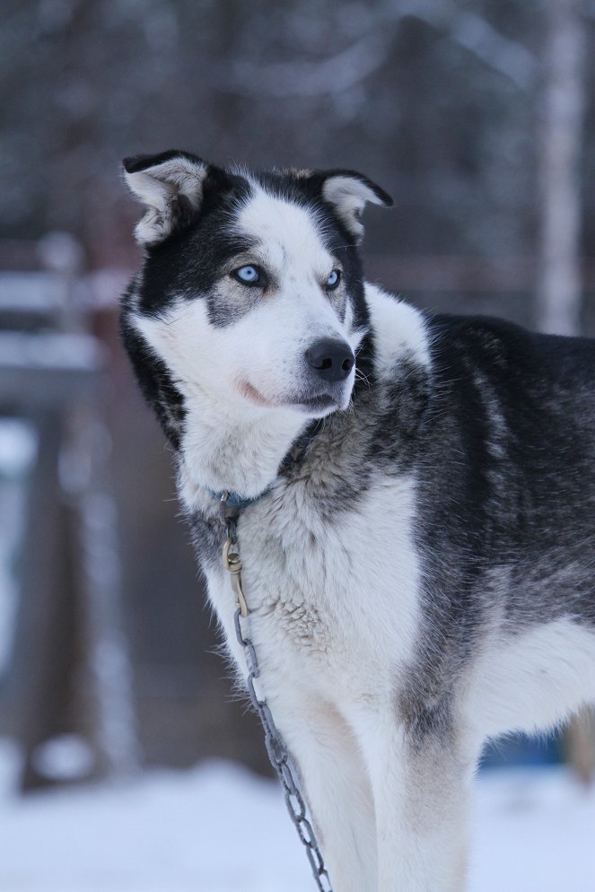 Life Below Zero - Season 1 - Film