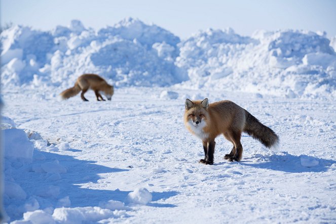 Life Below Zero - Season 1 - De la película