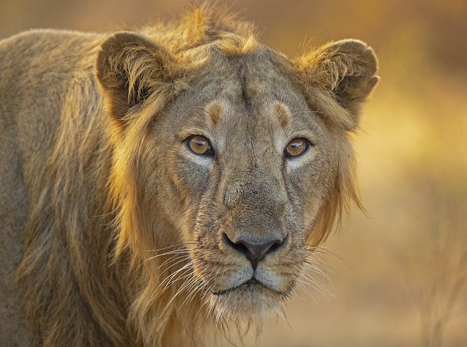 India oroszlánjai - Filmfotók