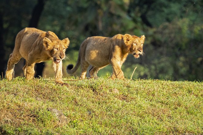India oroszlánjai - Filmfotók