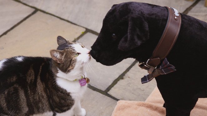 Cats and Dogs at War - Photos