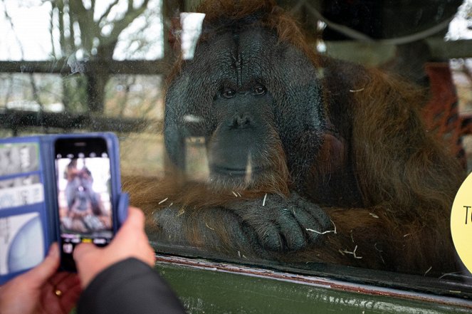 Oči orangutana - Z filmu
