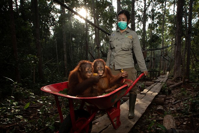 Orang-Utans: Alarmstufe Rot - De la película